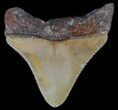 Juvenile Megalodon Tooth - Serrated #61718-1